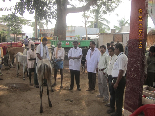 Animal Health Camp at D. Nagenahalli Koratagere Taluk 