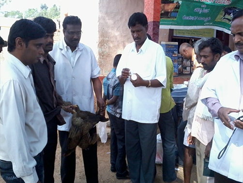 Animal Health Camp at D. Nagenahalli Koratagere Taluk 