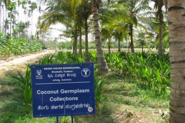 Coconut Varieties