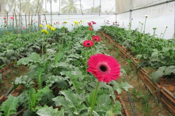 Protected Cultivation in Floriculture