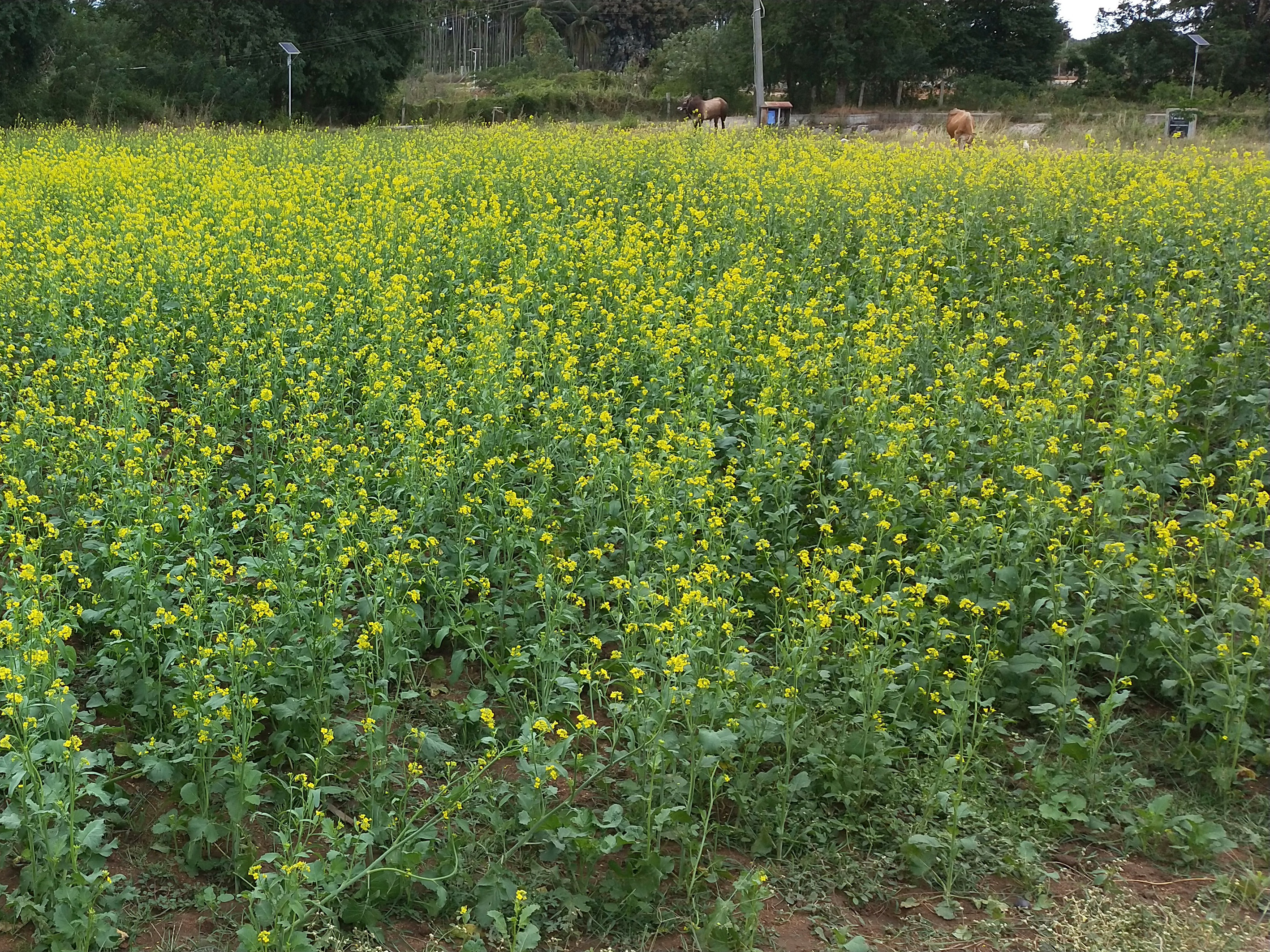 Seed Production - Mustard
