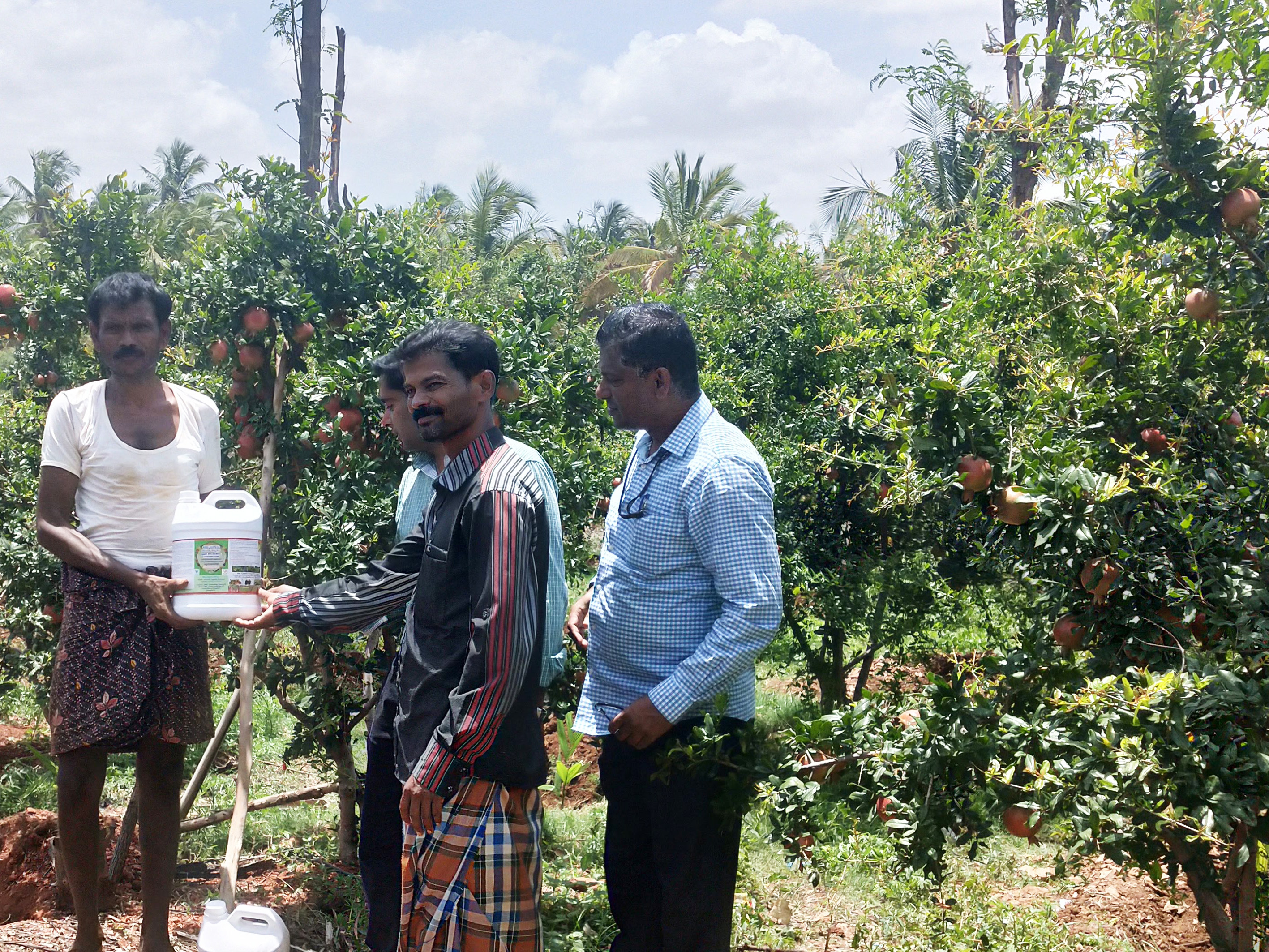 Demonstration of AMC liquid and ArkaActino Plus on growth, quality and yield of Pomegranate