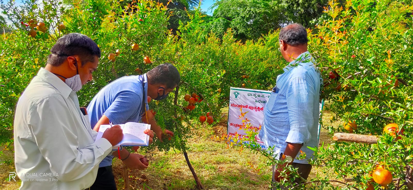 Field Visit to Pomegranate plot