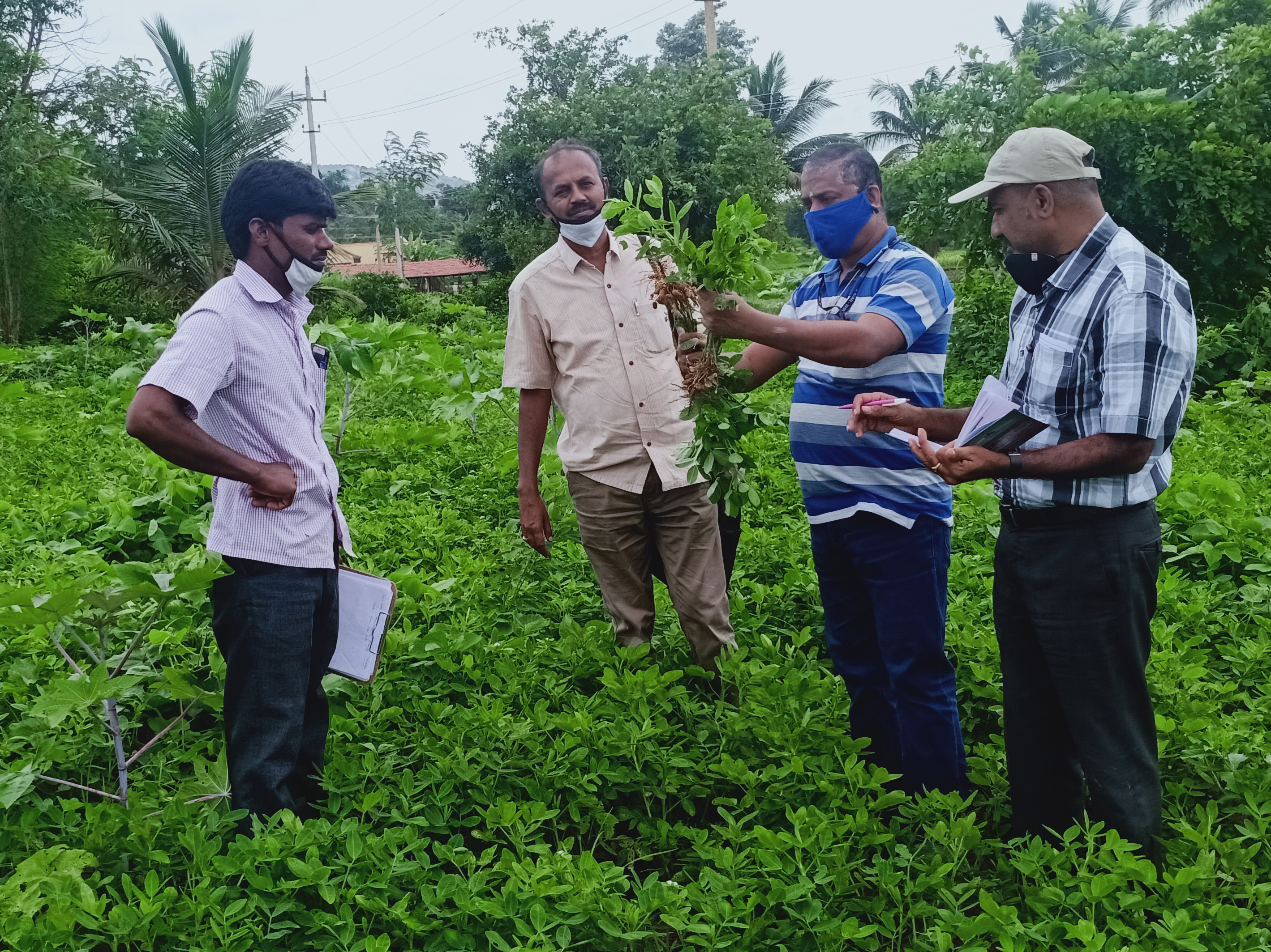 Field Visit to CFLD field of Groundnut and Red gram
