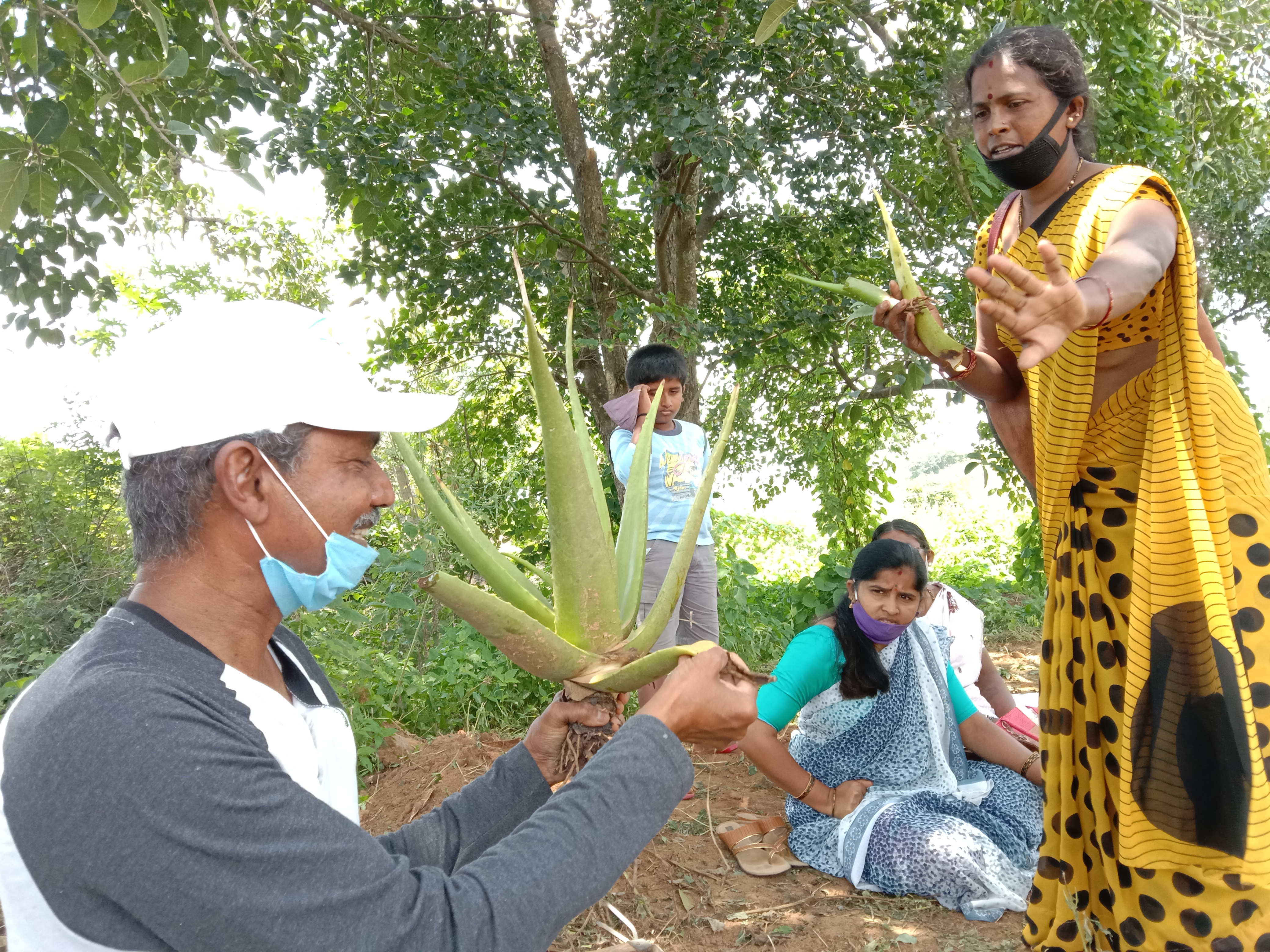 Aloe vera Cultivation