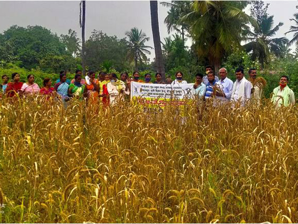 Field day on Foxtail Millet  - 03.12.2019