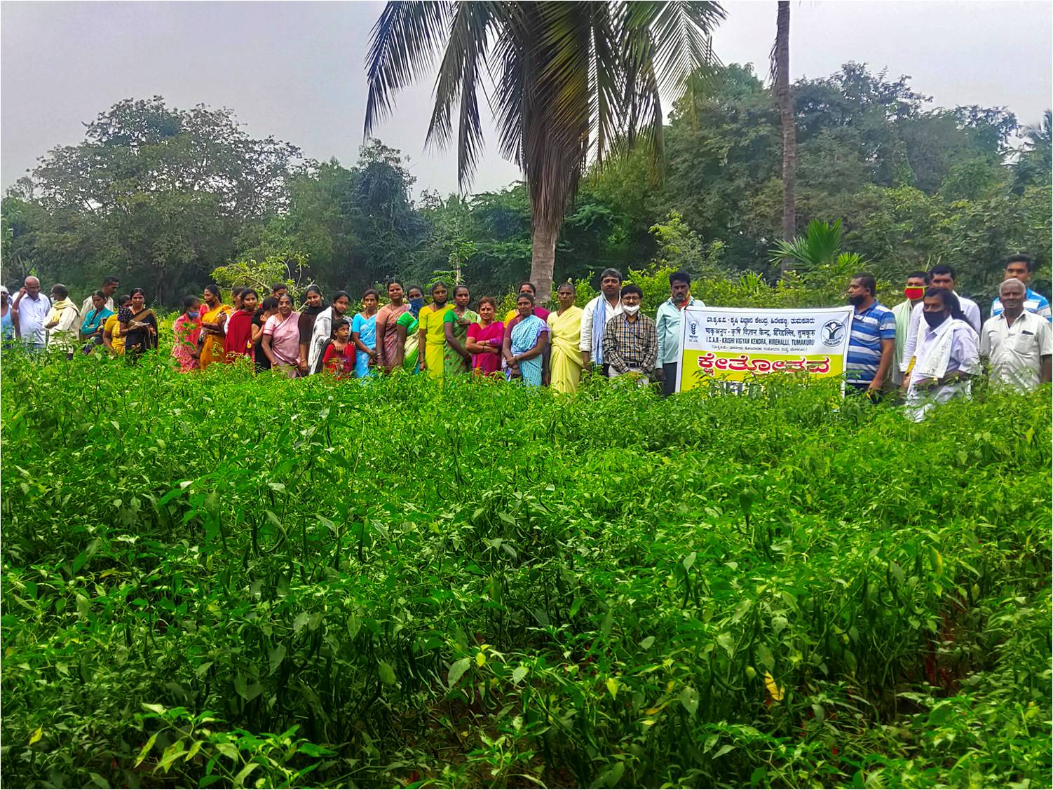 Field day on Integrated crop Management in Chilli  - 03.12.2019