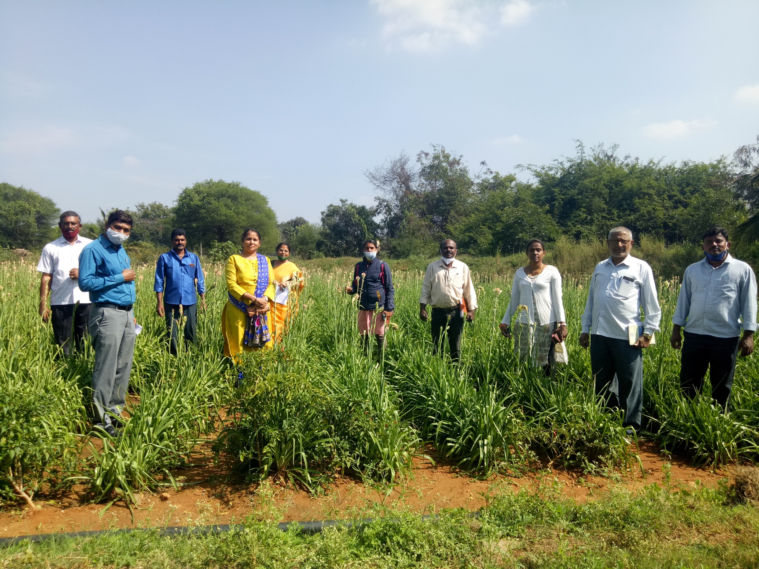Seed Production - Tuberose Arka Prajwal in Madhugiri