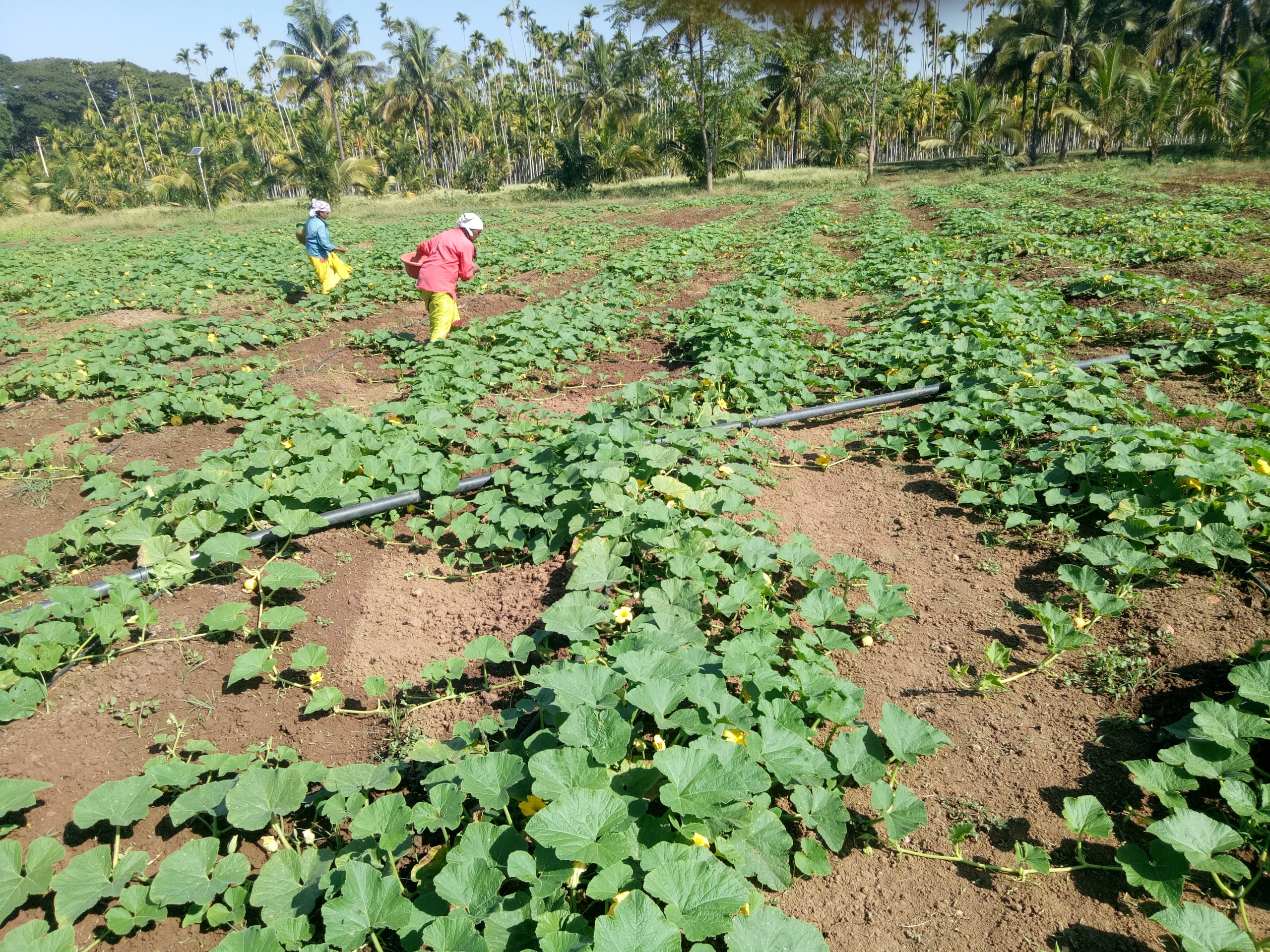 Seed Production - Pumpkin Arka Suryamukhi