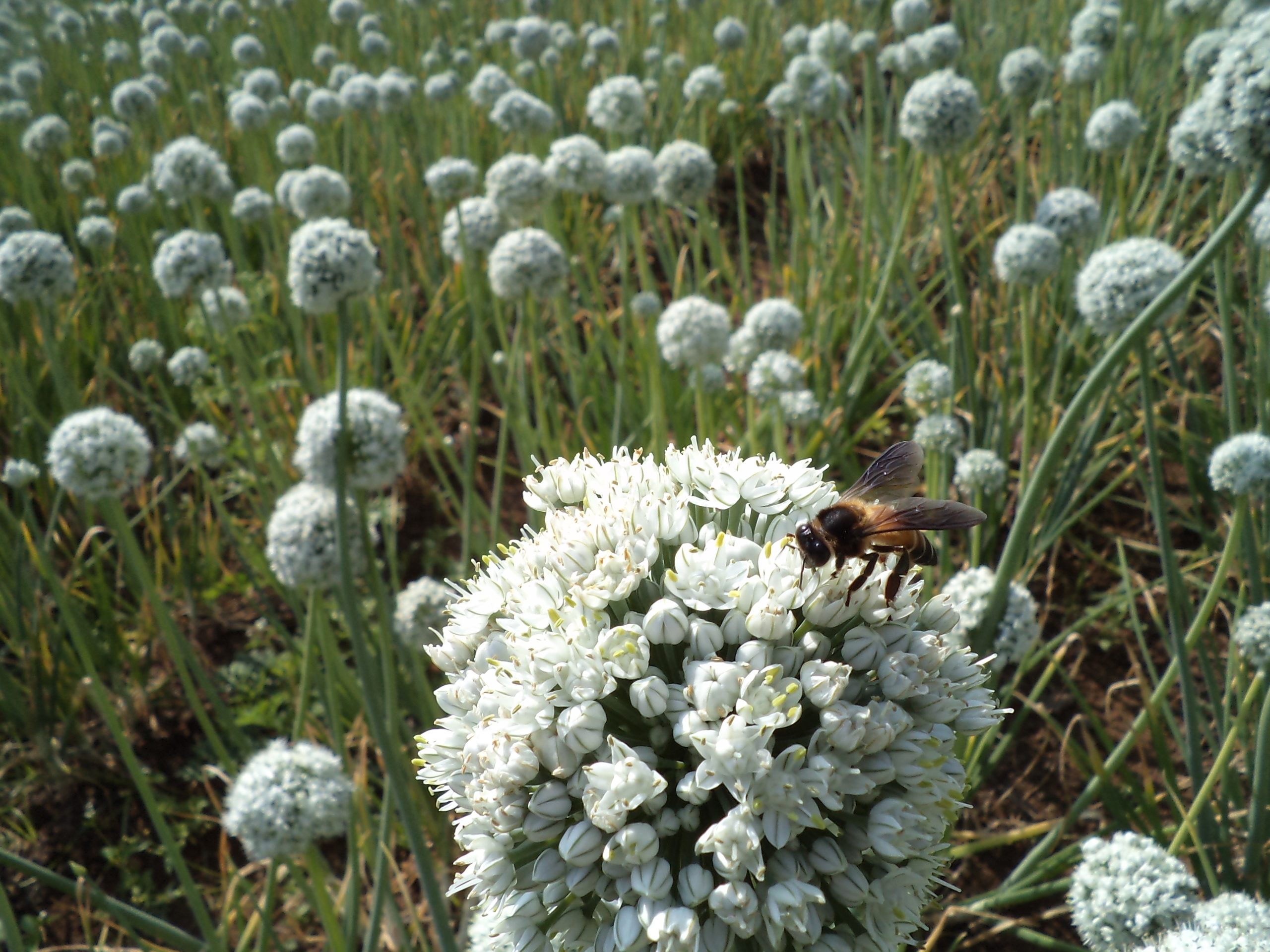 Seed Production - Bee role in Onion