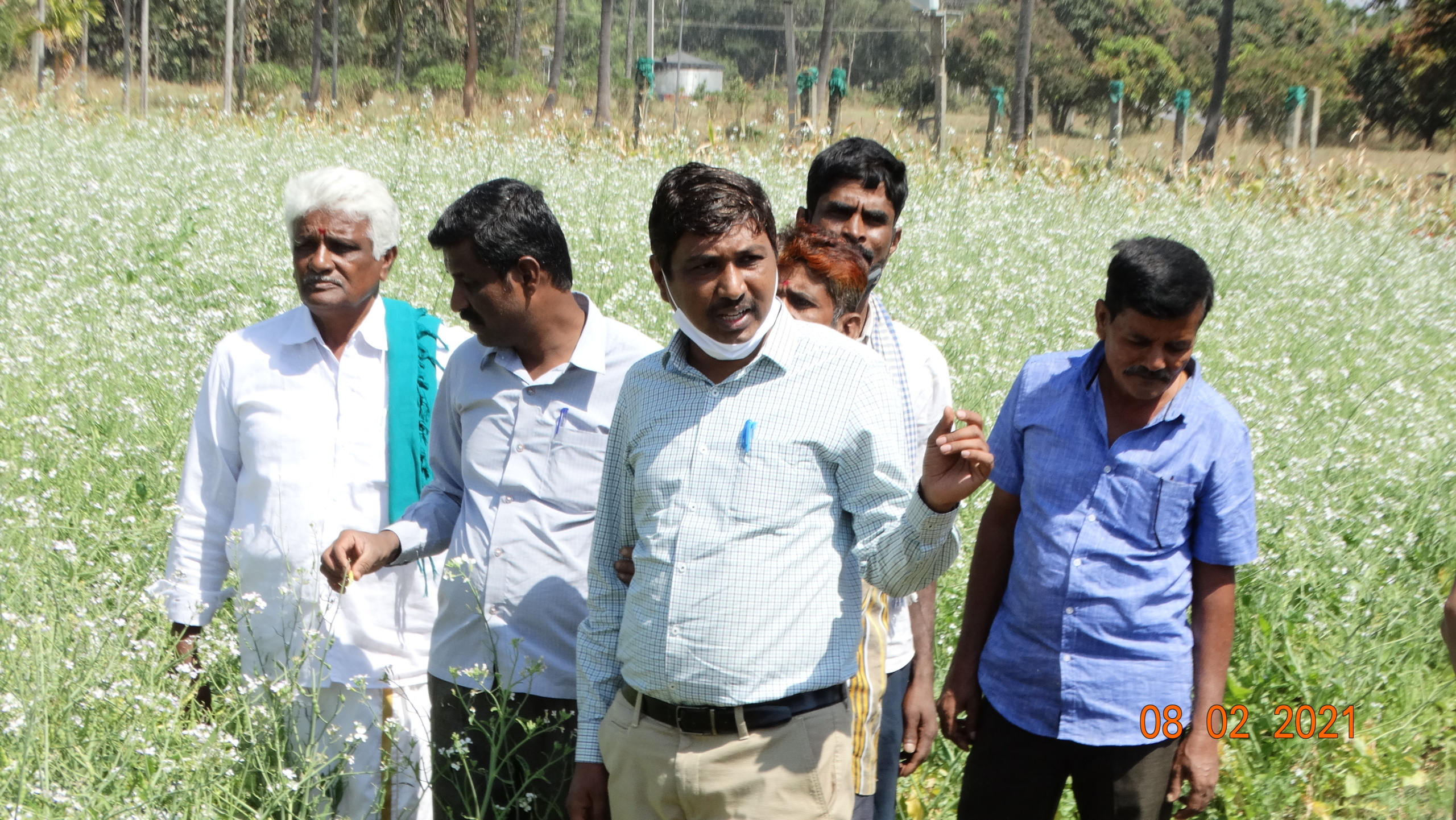 Seed Production - Radish Arka Nishanth