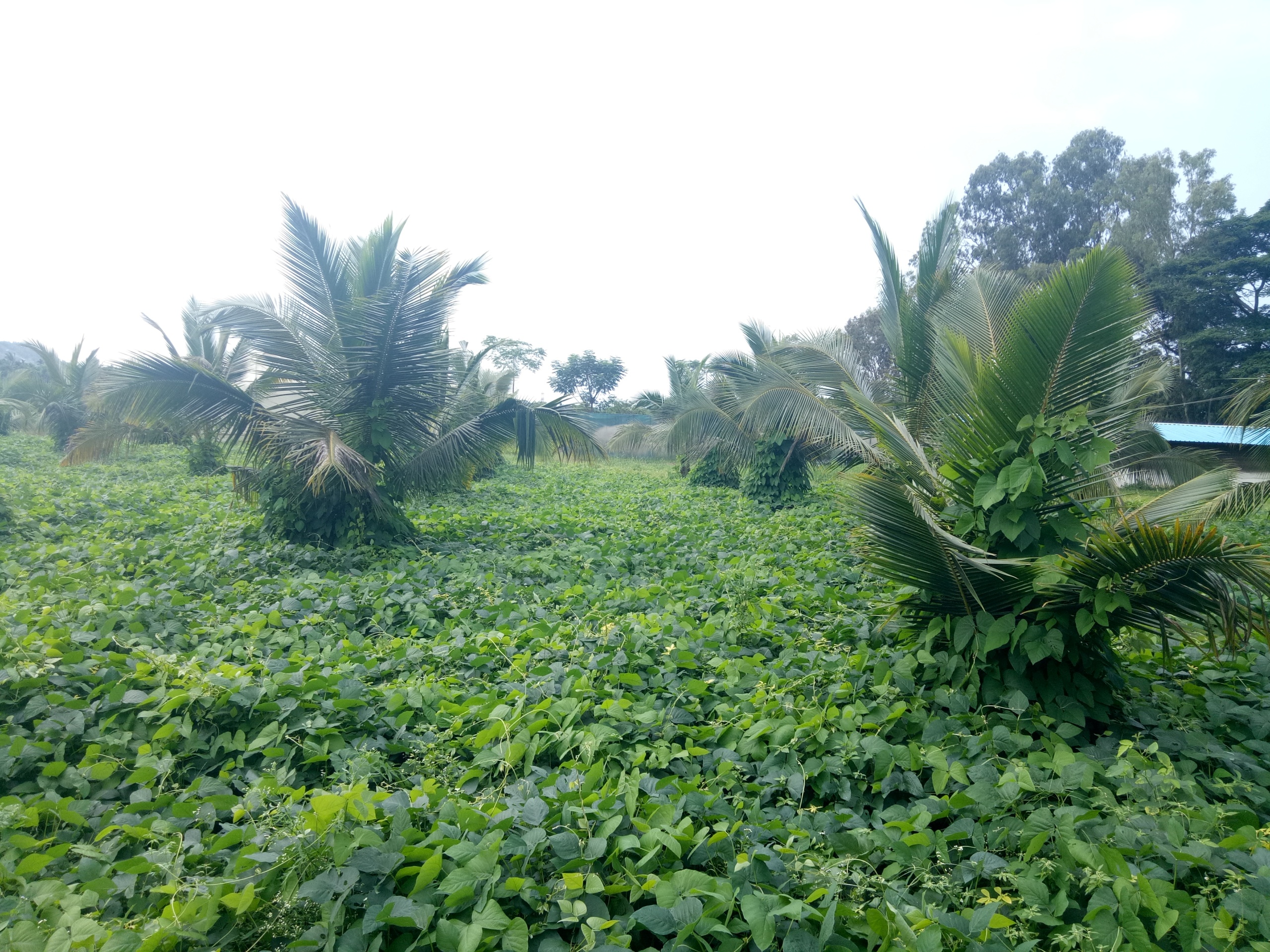 Seed Production - Mucuna as a mulch crop in Coconut