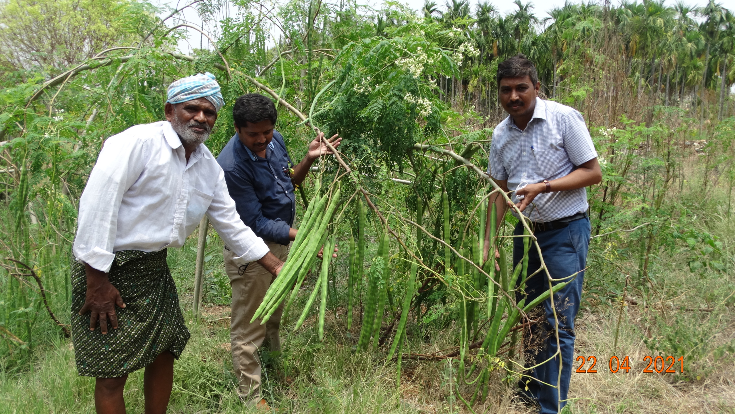 Seed Production - Drumstick PKM-1 in Madhugiri
