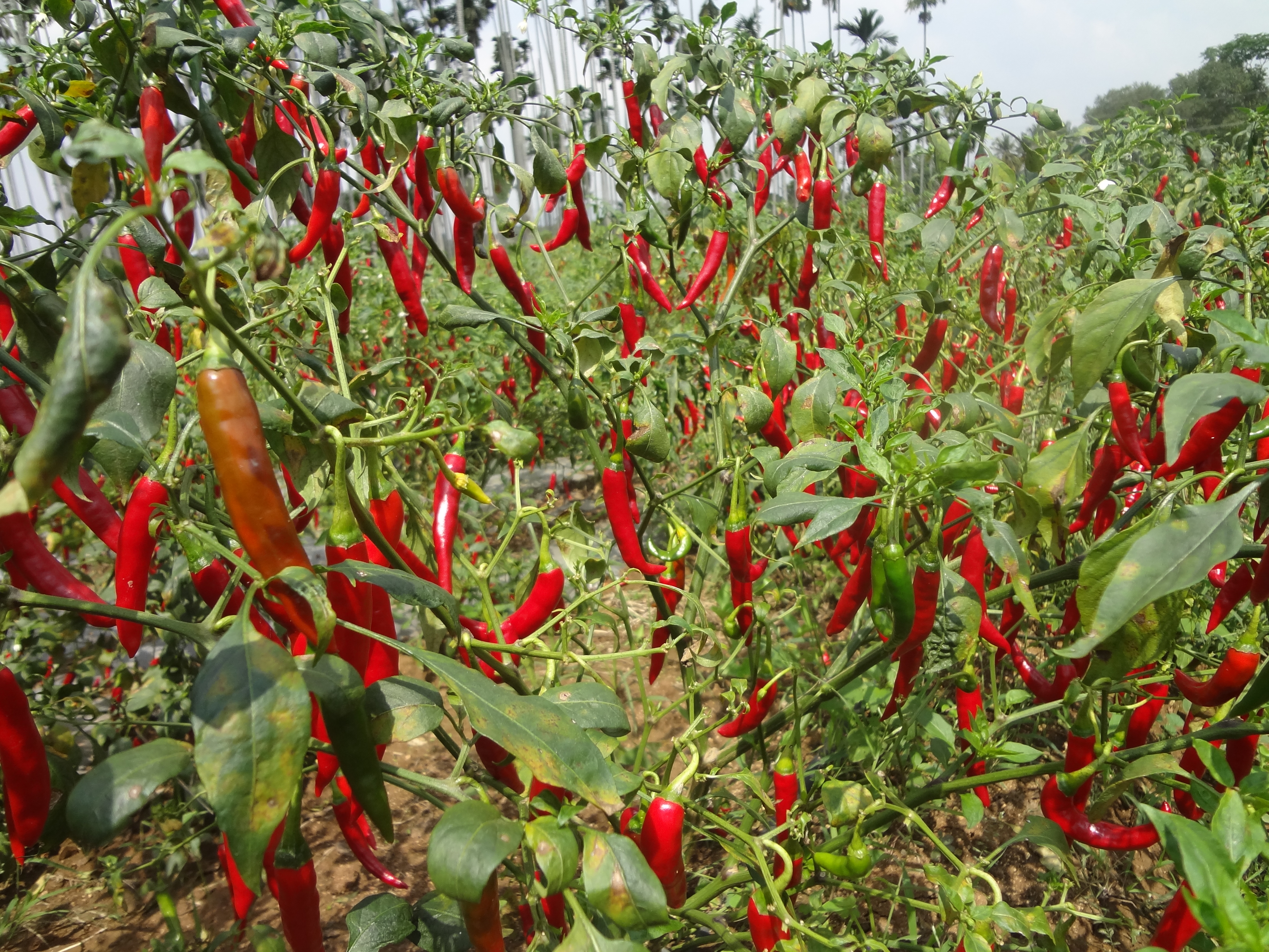 Seed Production - Red Chilli Arka Suphal