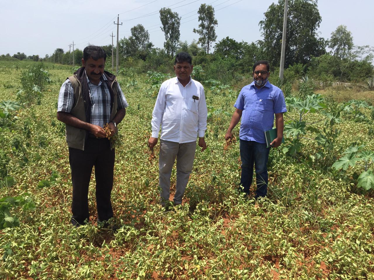 Diagnostic Field Visit To Groundnut Field