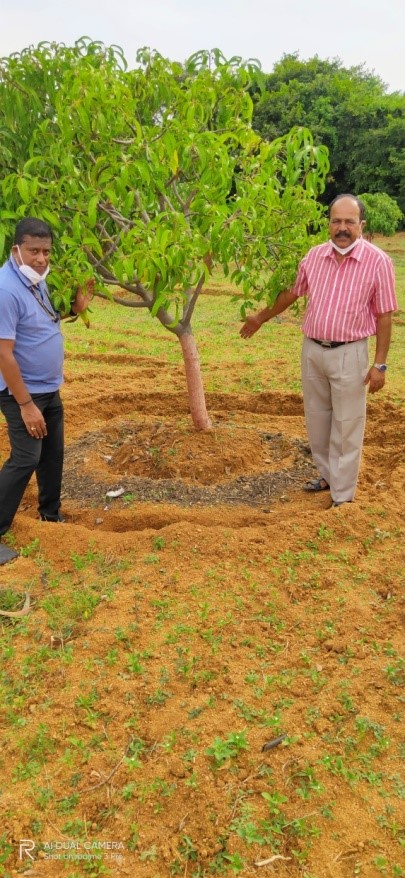 Success story of Bountiful harvest in Mango cultivation